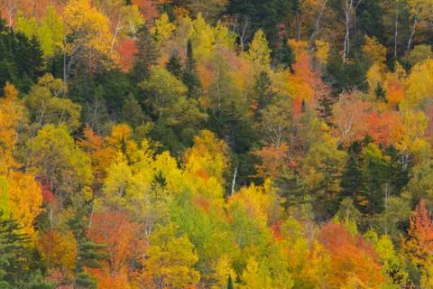 Patterned Fall Foliage Stock Photos