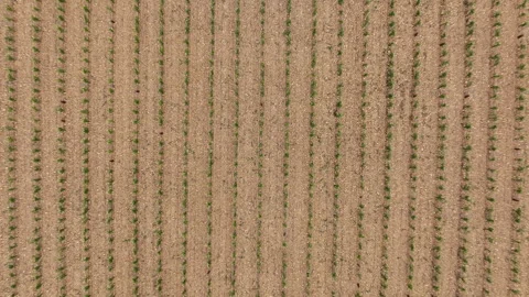 Patterned field with parallel crop lines from above Stock Footage 277799802