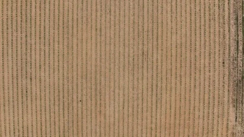 Patterned field with parallel crop lines from above Stock Footage 277799842
