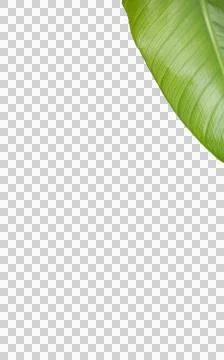 Patterned green leaf on white background 스톡 일러스트