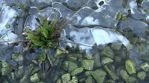 Patterned Ice Surrounded Plant Stock Footage 21375769