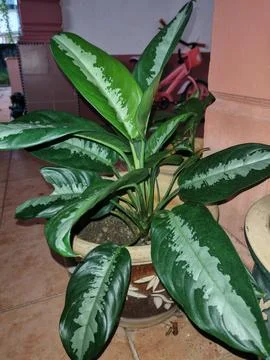 Patterned Indoor Foliage Beside Column Stock Photos