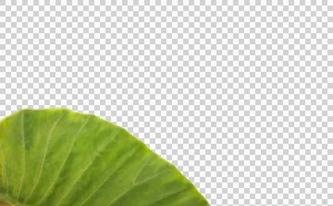 Patterned leaf over white background 스톡 일러스트