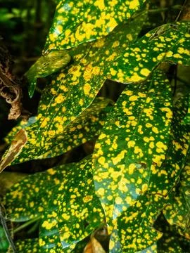 Patterned leaf Stock Photos