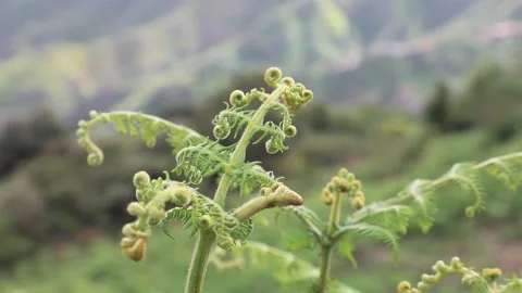 Patterned leaves of fern on a background of mountains Stock Footage 108262461