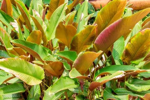 Patterned leaves Stock Photos