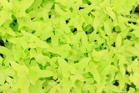 Patterned leaves Stock Photos