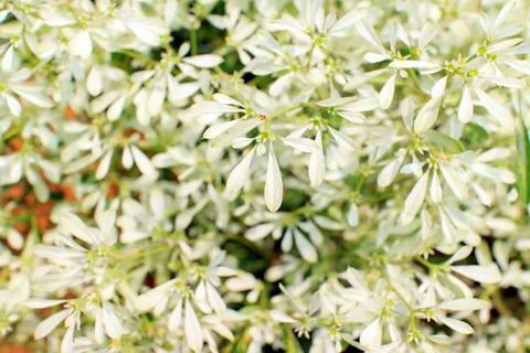 Patterned leaves Stock Photos