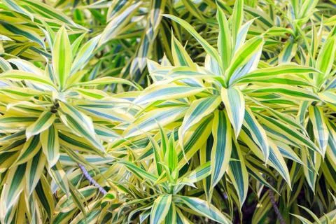 Patterned leaves Stock Photos