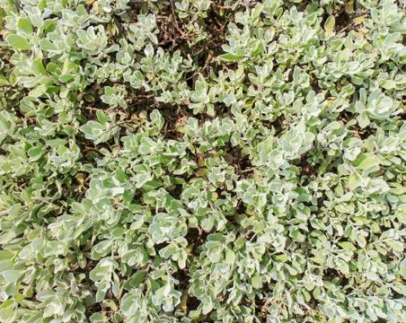 Patterned leaves Stock Photos