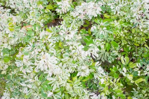 Patterned leaves Stock Photos