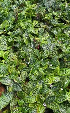 Patterned leaves Stock Photos