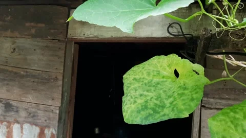 Patterned Loofah Leaf Swaying Gently Before a Rustic Wooden Door Stock Footage 337951935