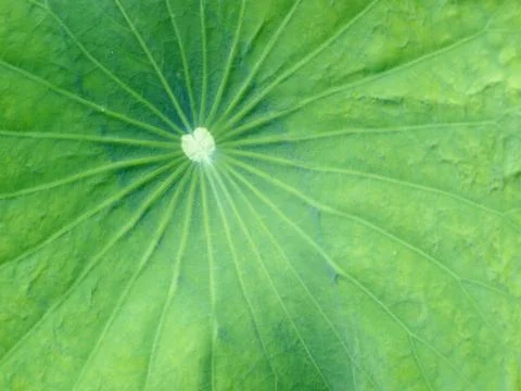 Patterned on the lotus leaf Stock Photos