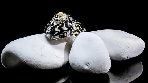 Patterned Magpie Turbo Shell on White Stones Stock Photos