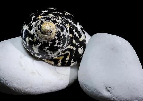 Patterned Magpie Turbo Shell on White Stones Stock Photos
