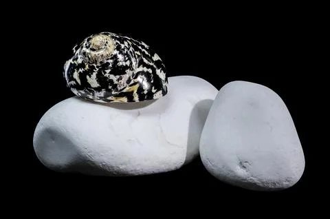 Patterned Magpie Turbo Shell on White Stones Stock Photos