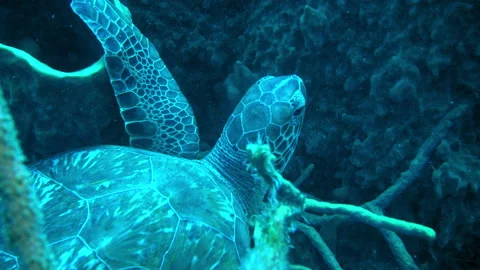 Patterned Marine Turtle Over Rock In Tranquil Sea - Oranjestad, Sint Eustatius Stock Footage 234032115