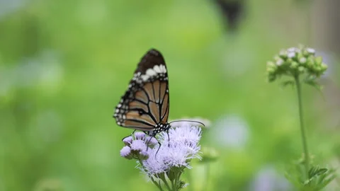 Patterned monarch butterfly sitting on a single purple wildflower in a green Stock Footage 344060739