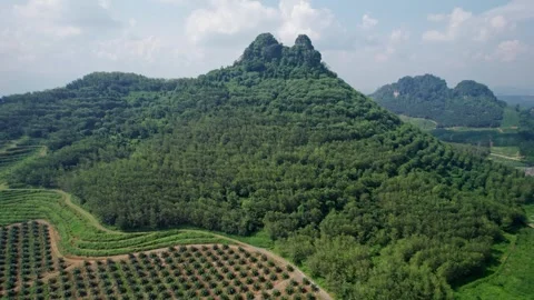 Patterned Palm Tree Farmland Surrounding Lush Tropical Mountain Stock Footage 344536265