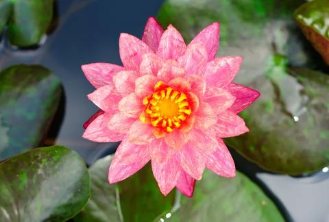 A Patterned Pink Water Lily Stock Photos