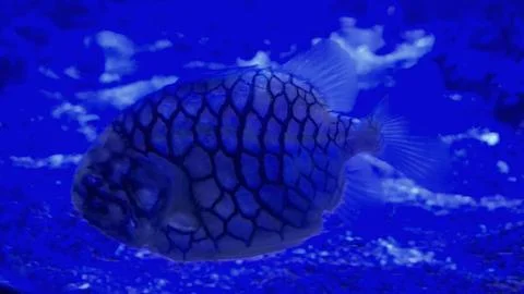 Patterned puffer fish swimming in blue aquarium water Stock Photos