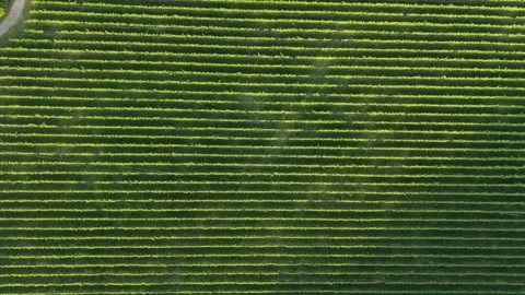 Patterned Rows Of Lush Green Grapevines Growing Stock Footage 341247411