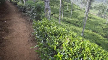 Patterned Rows of Tea Bushes on Sri Lankan Plantation Stock Footage 85483541