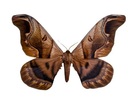 Patterned Saturnia Caio romulus is shown in detail with wings spread, highl.. 库存照片