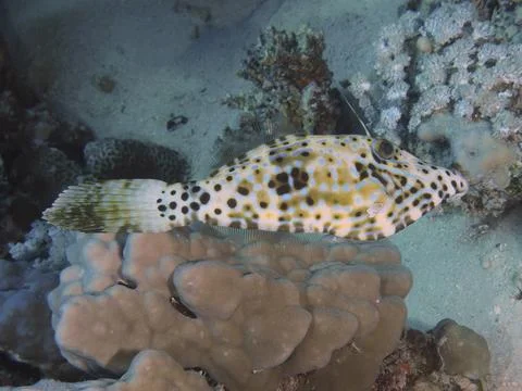 A patterned script filefish (Aluterus scriptus) moves over corals in a sand and Stock Photos