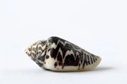 Patterned sea snail Stock Photos