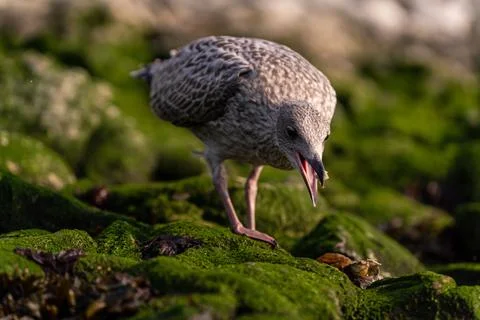 Patterned seagull on a mossy rock Stock Photos