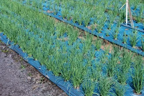 Patterned Shallot Beds on a Bali Farm Stock Photos