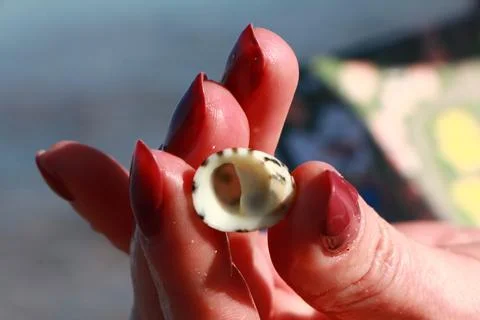 Patterned shell in hand Stock Photos