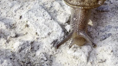 Patterned snail exploring rough stone surface detail Stock Footage 336517095