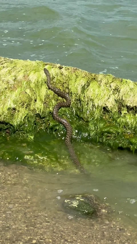 The patterned snake crawls out of the water. Stock Footage 291640516