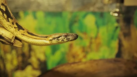 Patterned Snake Extending Its Head from a Branch Stock Footage 348251359