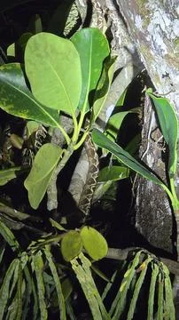 Patterned snake partly hidden among rainforest branches and leaves Stock Photos