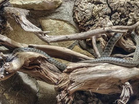 A patterned snake rests coiled on weathered driftwood against a rocky backg.. Stock Photos