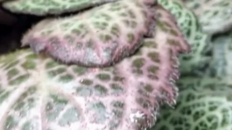 Patterned Spotted Leaves Macro Close Up 4K Stock Footage 343765071