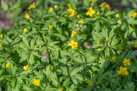 Patterned spring yellow flowers creating texture, dense layer of small blooms Stock Photos