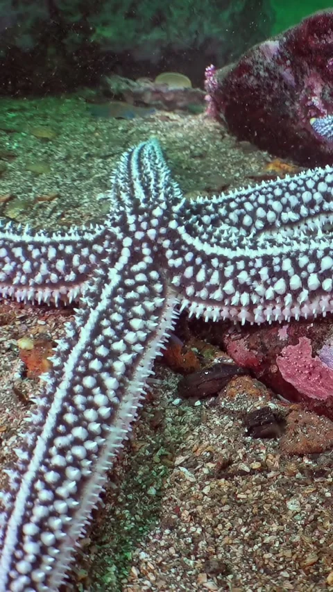 Patterned Starfish Exploring Tranquil Sea of Japan Depths Stock Footage 340438784