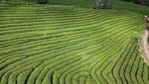 Patterned tea fields shaped by parallel rows across volcanic hills of Azores Stock Footage 334968490