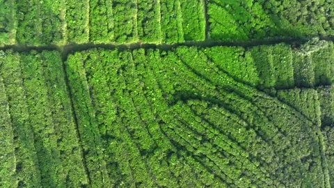 Patterned Tea Plantation Landscape in Tropical Agricultural Region Stock Footage 337834733