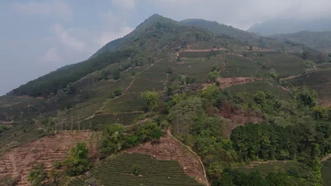 Patterned Tea Rows and Footpaths in Muong Khoa, Lai Chau Vietnam Stock Footage 333340801