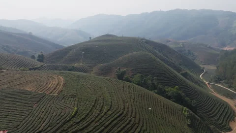 Patterned Tea Terrace Rows in Muong Khoa, Lai Chau Vietnam Stock Footage 333103546