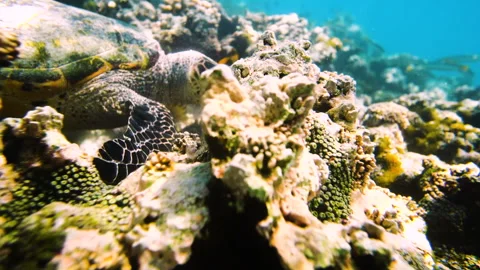 Patterned Turtle Amidst Natural Coral Reef Underwater - Great Barrier Reef, Stock Footage 203999649