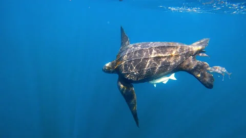 Patterned Turtle Swimming With Small Fish In Sea - Exmouth, Australia Stock Footage 206358498