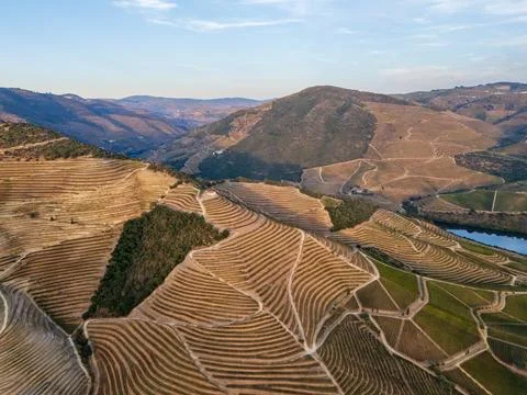 Patterned vineyard terraces near Douro River in Portugal aerial Stock Photos