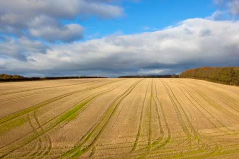 Patterned wheat field Stock Photos